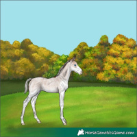 Horse Color:Silver Brown Roan Dun Splash