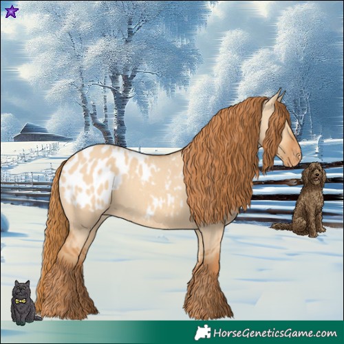 Horse Color:Red Dun Blanket 
