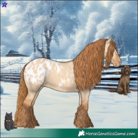 Horse Color:Red Dun Blanket 