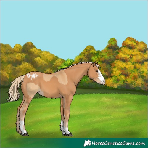 Horse Color:Red Dun Blanket  and Chestnut Blanket 