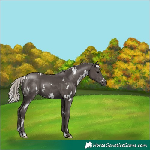 Horse Color:White Spotted Silver Black 