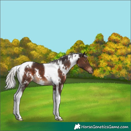 Horse Color:White Spotted Silver Brown Tobiano 