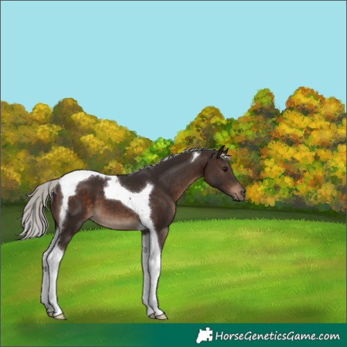 Horse Color:Silver Brown Tobiano 