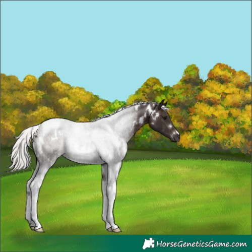 Horse Color:White Spotted Silver Brown Tobiano 