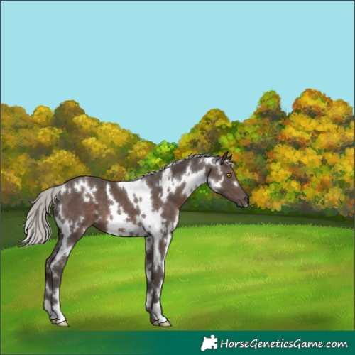 Horse Color:White Spotted Silver Black 