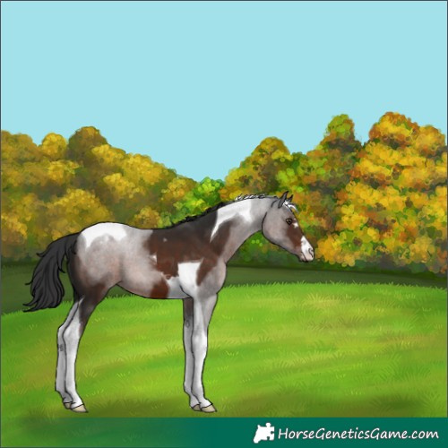 Horse Color:Liver Chestnut Tobiano 