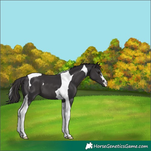 Horse Color:Smoky Black Tobiano 