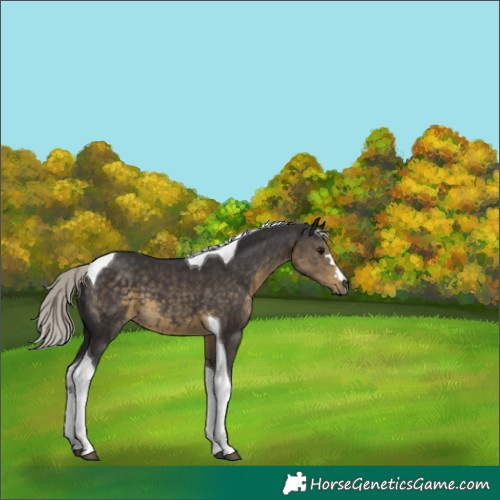 Horse Color:Silver Smoky Black Tobiano 
