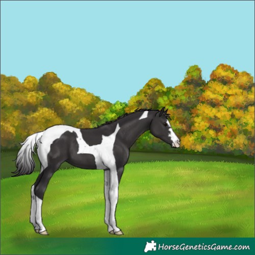 Horse Color:Smoky Black Tobiano