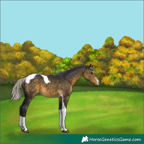 Horse Color:Silver Buckskin Tobiano 