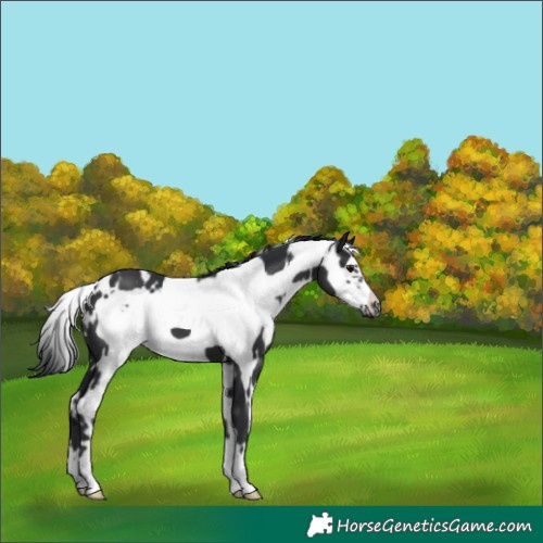 Horse Color:White Spotted Black Frame 