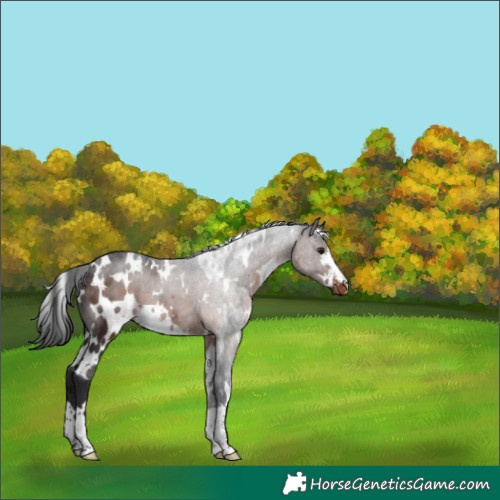 Horse Color:White Spotted Brown Appaloosa 