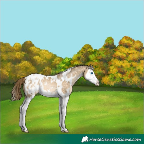 Horse Color:White Spotted Buckskin Pearl Splash Appaloosa 