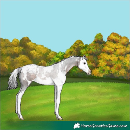 Horse Color:White Spotted Brown Splash Appaloosa