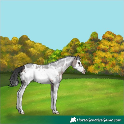 Horse Color:White Spotted Brown Splash Frame 
