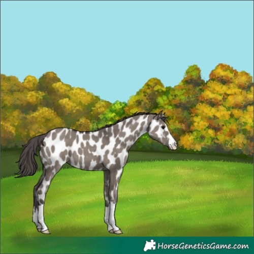 Horse Color:Smoky Grullo Appaloosa 