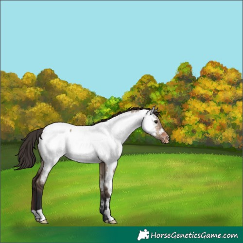 Horse Color:Brown Dun Near Fewspot 