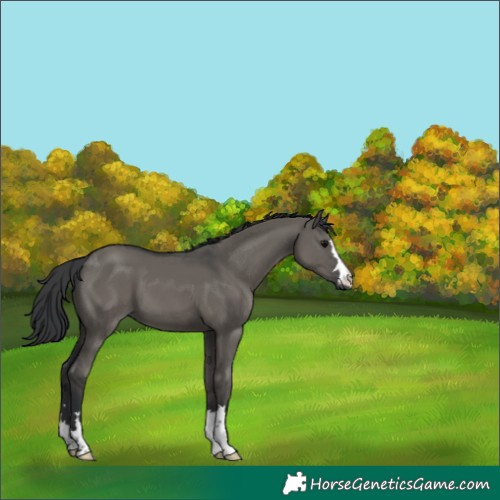 Horse Color:Grullo 