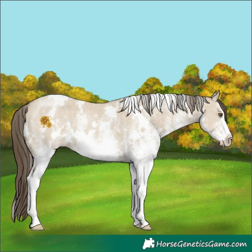 Horse Color:White Spotted Classic Cream Champagne Dun 
