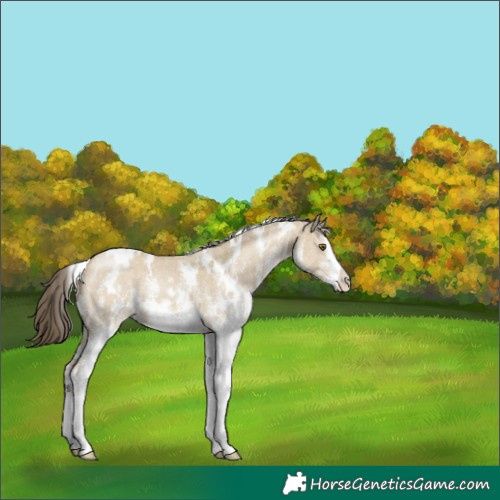Horse Color:White Spotted Classic Cream Champagne Dun 