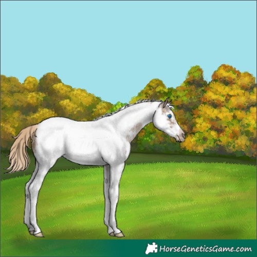 Horse Color:Chocolate Palomino Sabino Tobiano Frame 