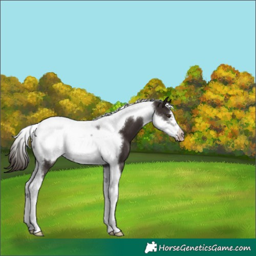 Horse Color:Liver Chestnut Tobiano Frame 