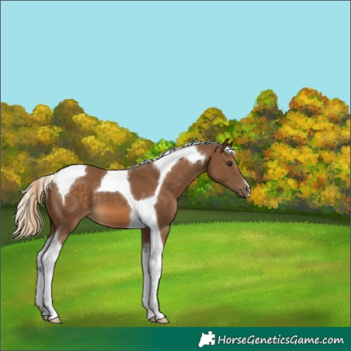 Horse Color:Chocolate Palomino Tobiano 