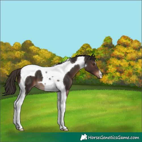 Horse Color:Liver Chestnut Tobiano 