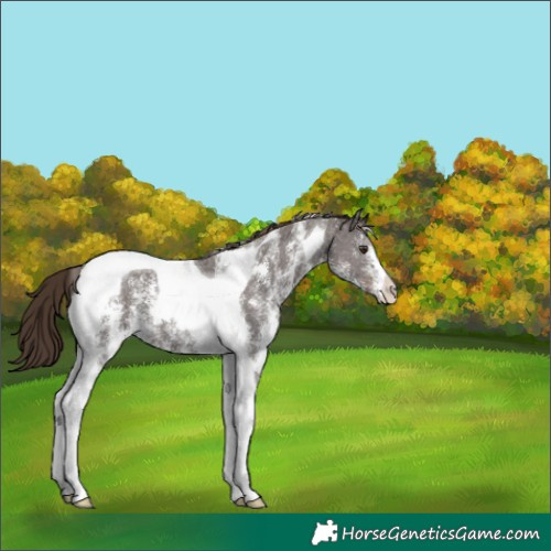 Horse Color:Liver Chestnut Sabino Tobiano 