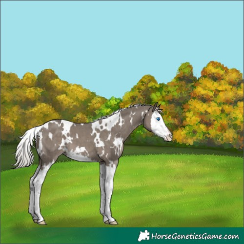 Horse Color:White Spotted Silver Grullo Splash 
