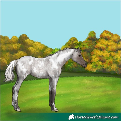 Horse Color:White Spotted Silver Blue Roan 