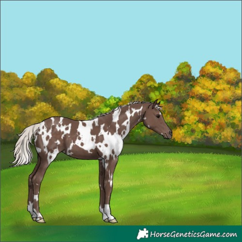 Horse Color:White Spotted Silver Black 