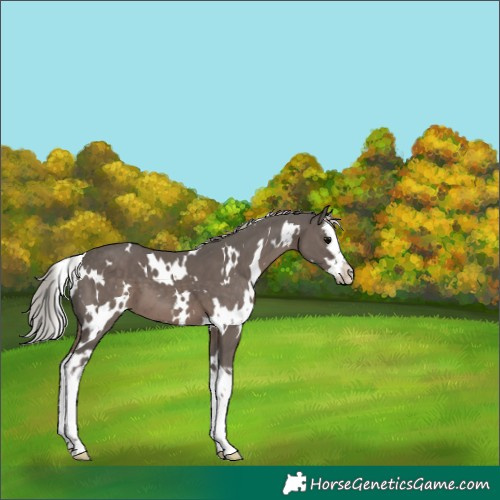 Horse Color:White Spotted Silver Black Splash 
