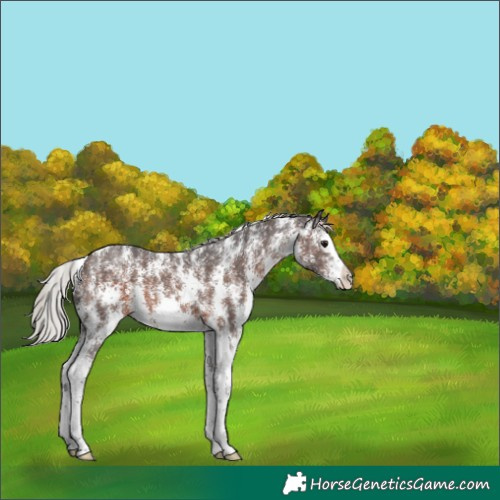 Horse Color:Silver Brown Sabino Splash 