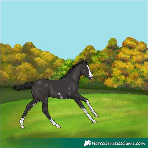 Horse Color:Smoky Black 