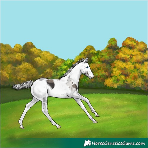 Horse Color:Smoky Black Merle 