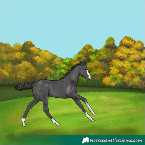 Horse Color:Smoky Black Merle 