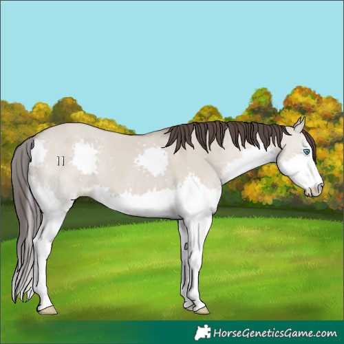 Horse Color:Classic Champagne Dun Splash 