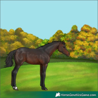 Horse Color:Brown 