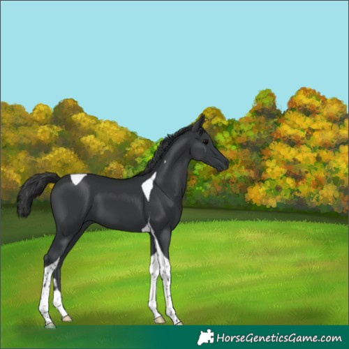 Horse Color:Black Tobiano 