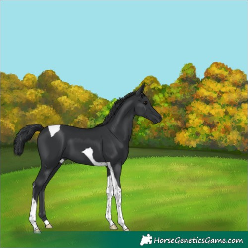 Horse Color:Black Tobiano 