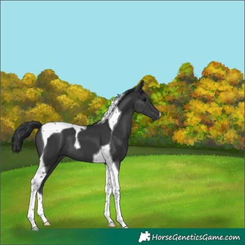 Horse Color:Black Tobiano 