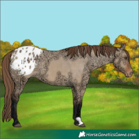 Horse Color:Bay Ice Dun Appaloosa