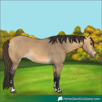 Horse Color:Buckskin Dun 