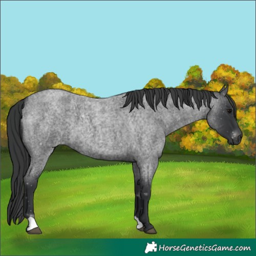 Horse Color:Blue Roan 