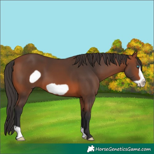 Horse Color:Bay Frame 