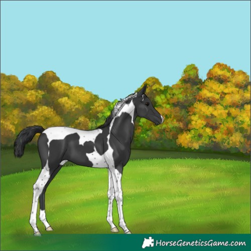 Horse Color:Black Tobiano 