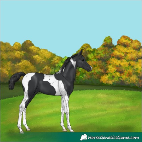 Horse Color:Black Tobiano 