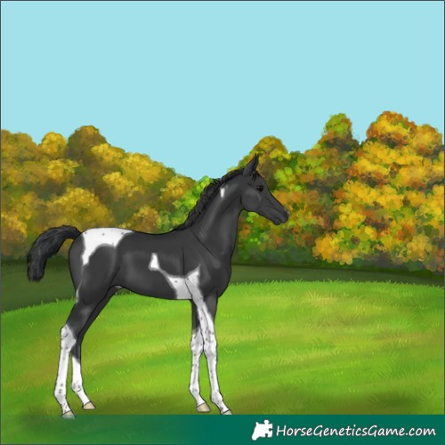 Horse Color:Black Tobiano 