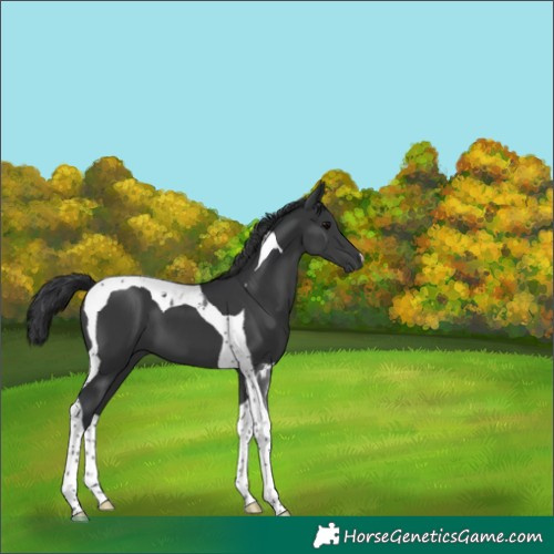 Horse Color:Black Tobiano 